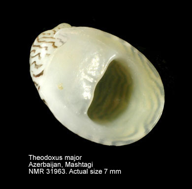 Theodoxus major.JPG - Theodoxus major Issel,1865